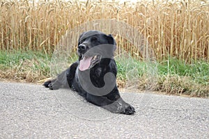 Black Labrador Retriever. Yellow Wheat background. Gray Path. Curious dog.