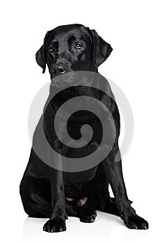 Black Labrador Retriver dog