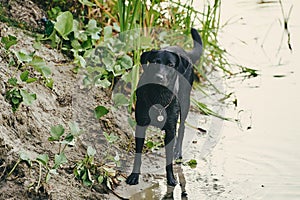 Black Labrador by the river in the reeds, evening