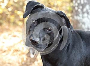 Black Labrador and Rottweiler mix dog on leash