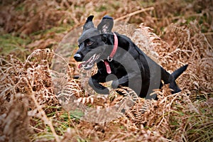 Black Labrador Running