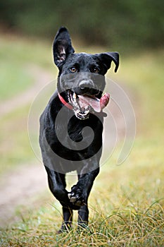 Black Labrador Running