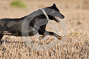 Black Labrador running across a field