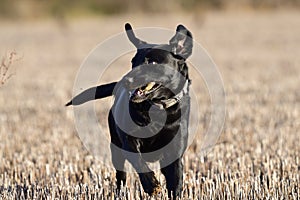 Black Labrador running across a field