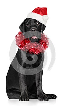 Black Labrador in Santa red cap