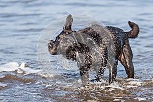 Black labrador shaking off water while standing in sea