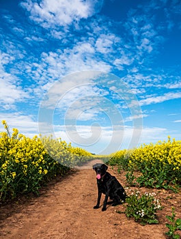 Black Labrador  sitting in the middle of a field of yellow flowers