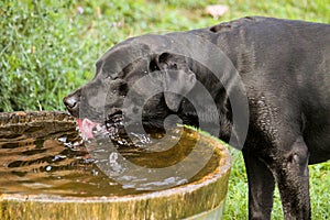 A black labrador is standing in the garden at a wooden barrel full of fresh water and drinking