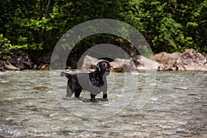 A black labrador stands in the water and waits
