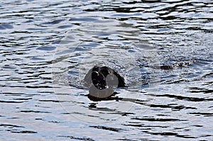 A black labrador swims in the river