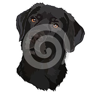 Black labrador. Vector illustration.Portrait of a dog.