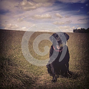 Black Labrador waits with a ball