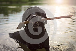 Black labrador in the water with a stick in his mouth.