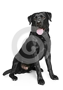 Black Labrador on a white background