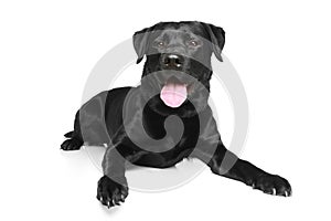 Black Labrador on a white background