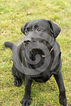 Black Labrador in yard