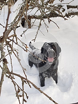 Black Labrador Zak and his snowdrifts photo