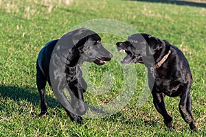 Black Labradors