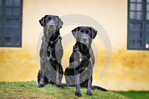 Black labradors