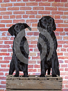 Black labradors dog portrait.