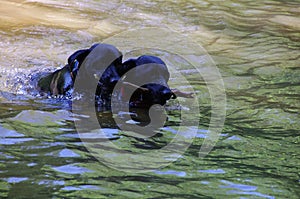 Black labradors playing in a water.