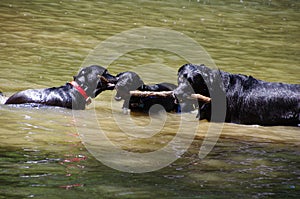 Black labradors playing in a water.