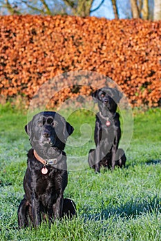 Black Labradors sitting obediently in a countryside setting.