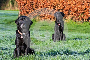 Black Labradors sitting obediently in a countryside setting.
