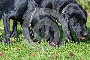 Black Labradors