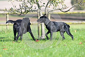 Black Labradors