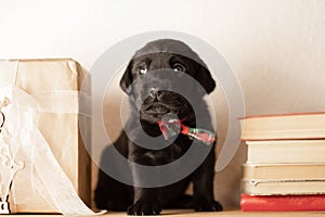 Black labrodor puppy sitting on a wooden shelf among books