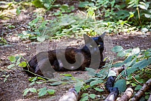 A black lactating cat lies on the ground