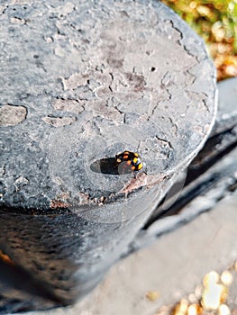 black ladybug
