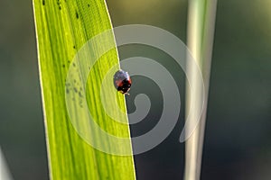 Black ladybug with orange spots