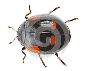 Black ladybug with orange spots on white