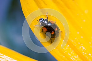 Black ladybug on the petal of a yellow flower. Soft focus, selected focus