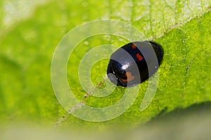 Black ladybug with red spots.