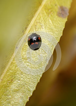 Black ladybug with red spots on a yellow autumn leaf on a burgundy background