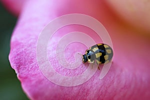 Black Ladybug With Yellow Spots