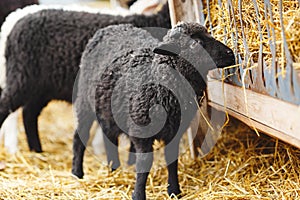 Black lamb eating hay in the paddock.