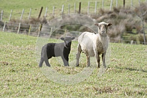 Black Lamb & Ewe photo