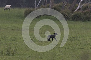 Black lamb trots through light rain in Tasmania