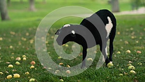 Black lamb under apple tree