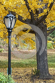 Black lamp post and yellow trees on Central Park, New York