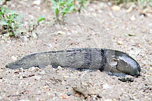 Black land slug