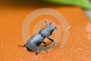 A black large beetle, a barnacle beetle, on a red terra cotta tile