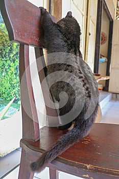 A black large male Palm Civet climbs a wooden chair. Luwak is the local name of the Asian palm civet in Bali, Indonesia. The