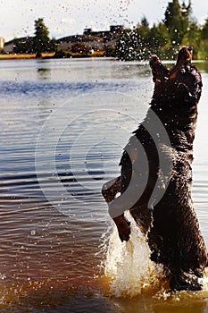 Black large Rottweiler breed dog playing in water with spray