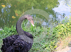 Black large swan with a flexible long neck looks warily at the edge of a beach covered with green grass on the background