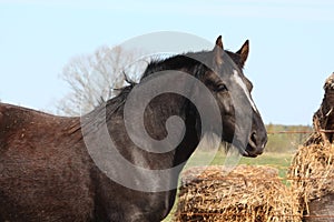 Black latvian draught horse portrait